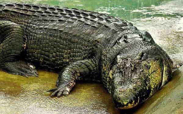 Giant Crocodile