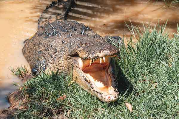 Crocodile Attrac