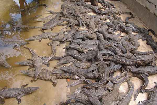 Crocodile Farm