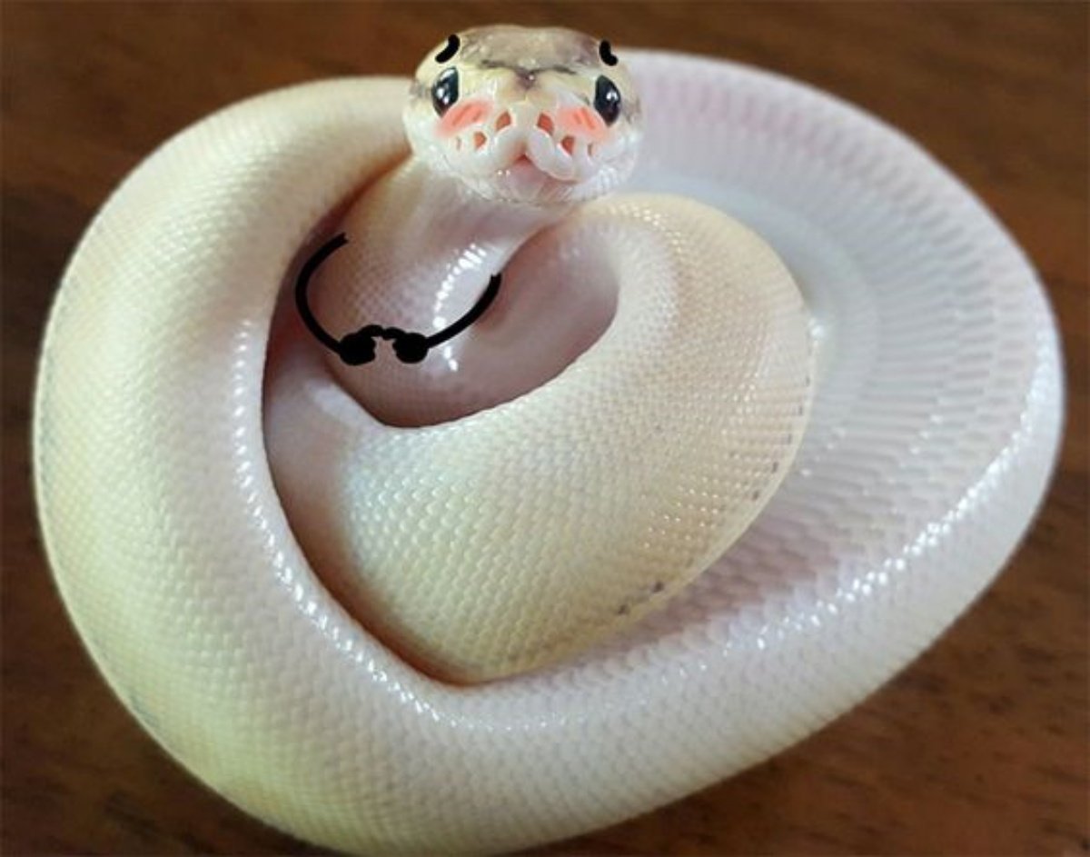 Snake 6