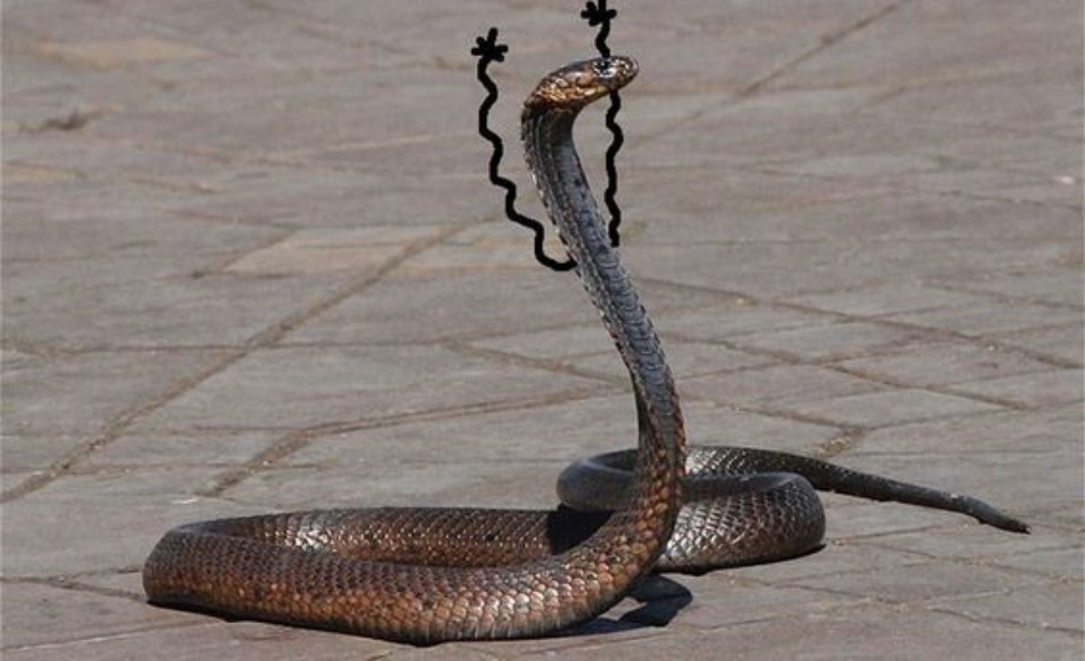 Snake 7