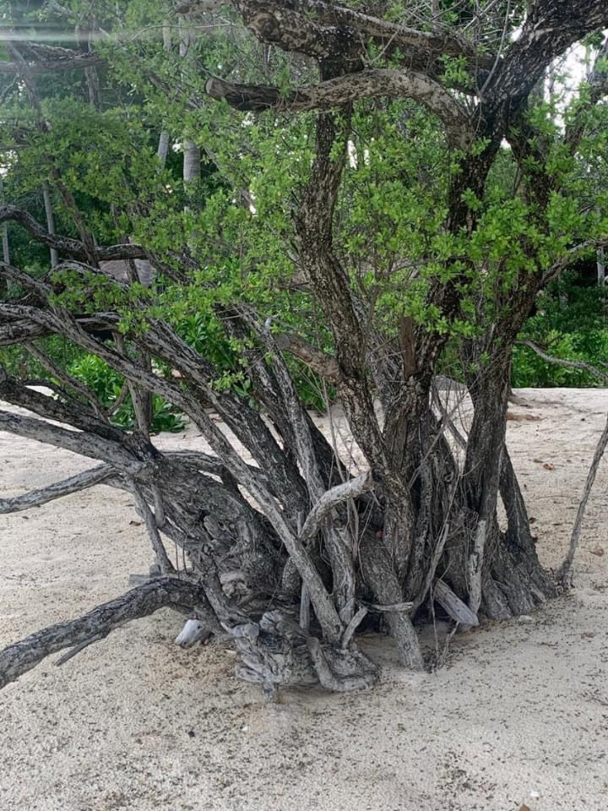 Tiantalay Tree