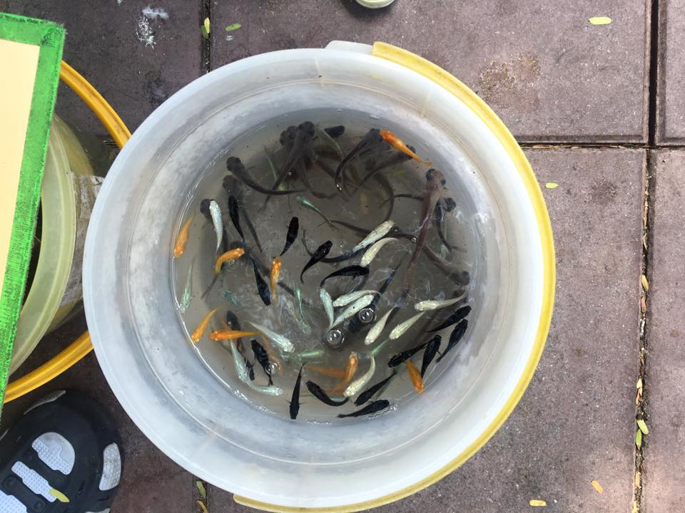ปลาในถัง