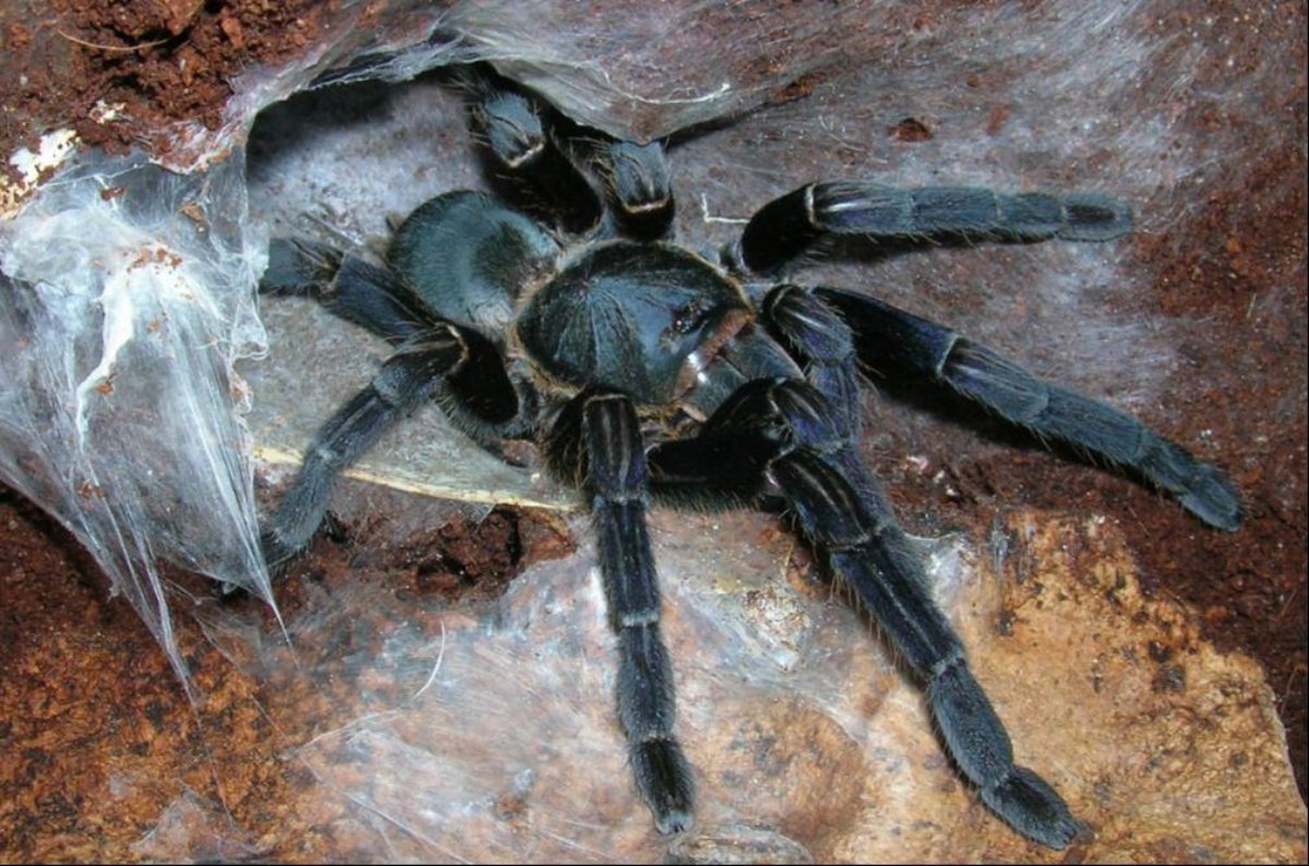 Tarantula 1