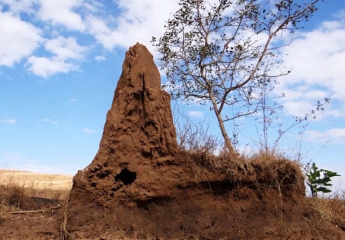 Anthill