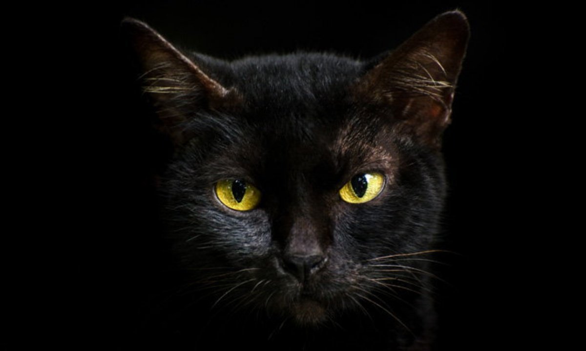 Blackcat