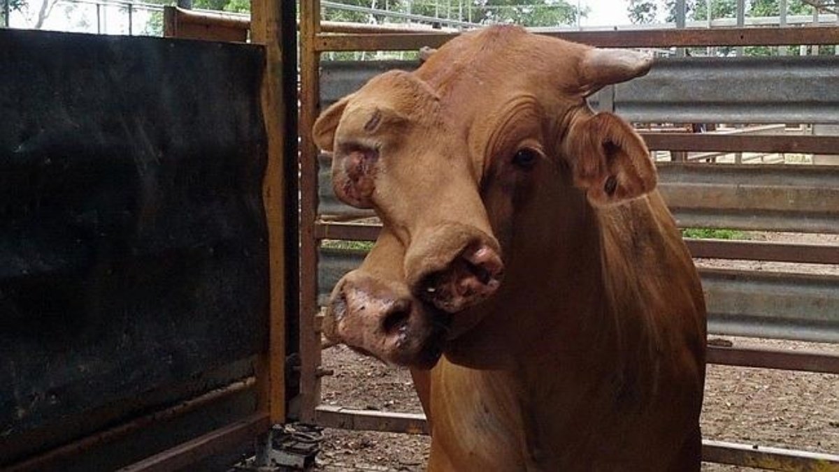 Cow