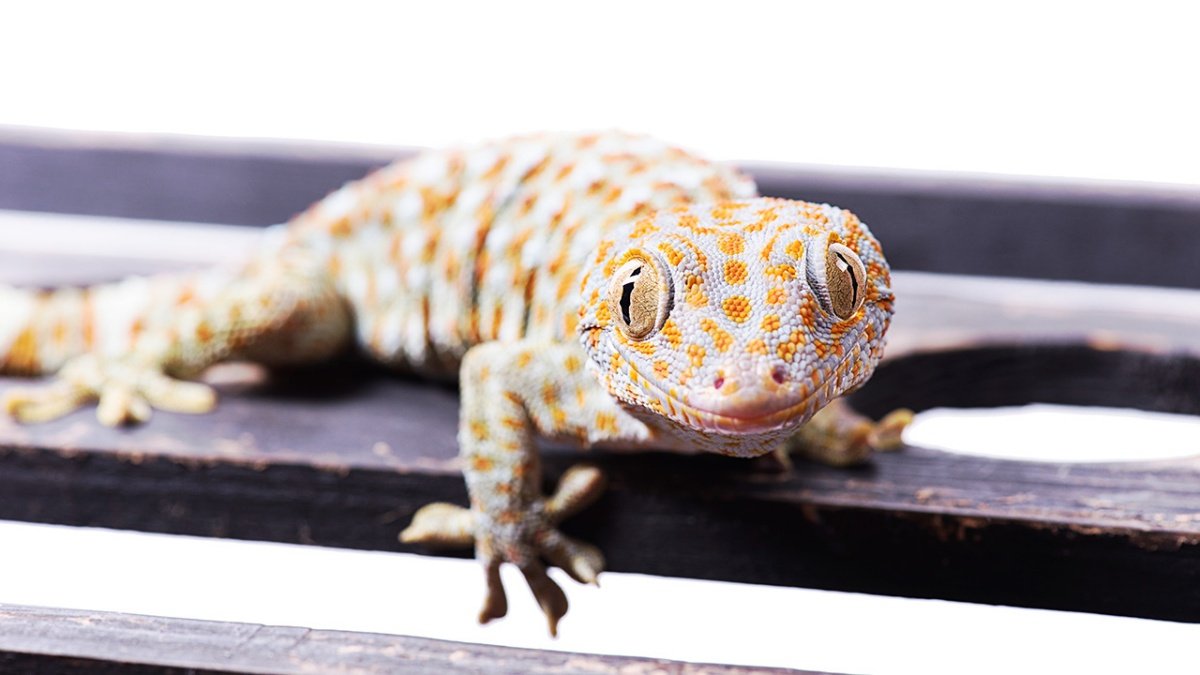 Gecko