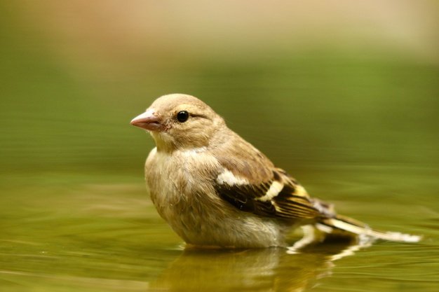 Closeup Shot Cute Sparrow Bird 181624 14002