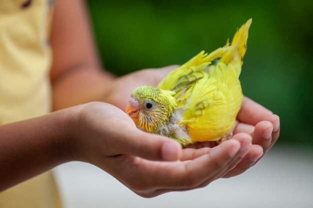 Cute Little Budgie Bird Child Hand Asian Child Girl Play With Her Pet Bird With Gentle 7186 2851