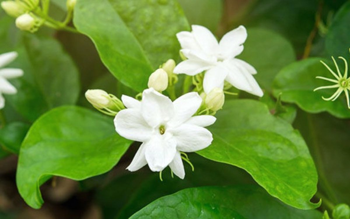 Jasmine