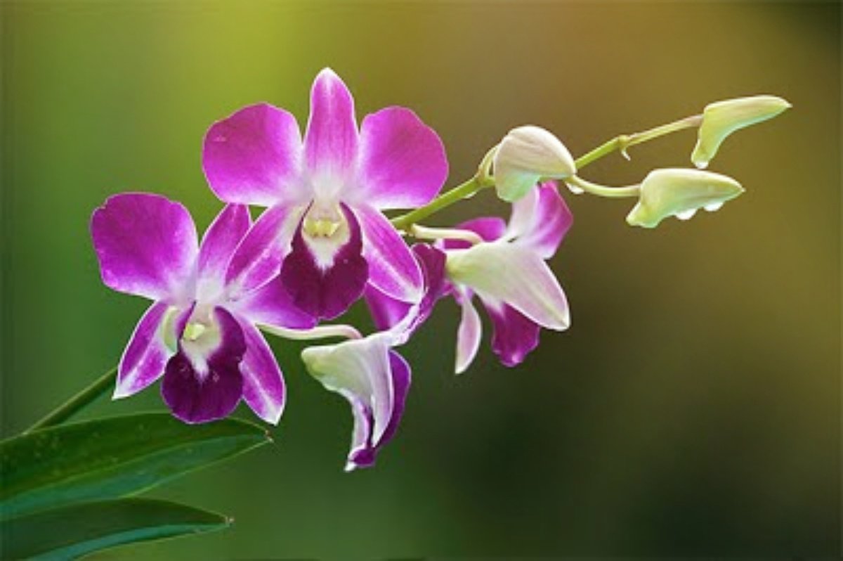 Orchid