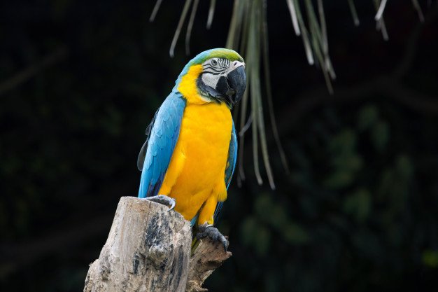 Parrot Bird Sitting Perch 87394 7797