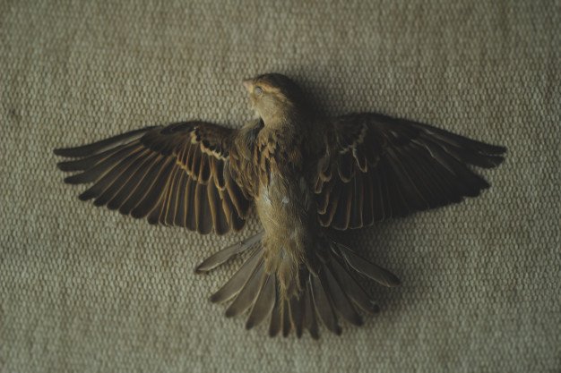 Photo Dead Sparrow 181624 3009