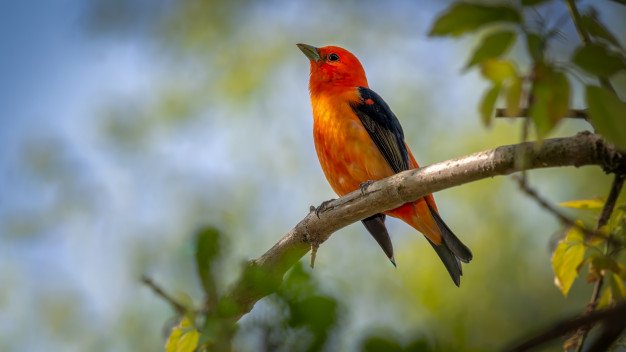 Scarlet Tanager Branch 181624 6092