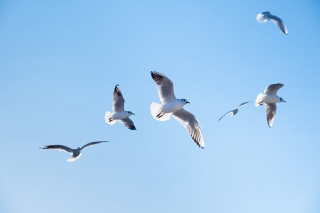 Seagulls Birds Fly Blue Sky 127675 2484