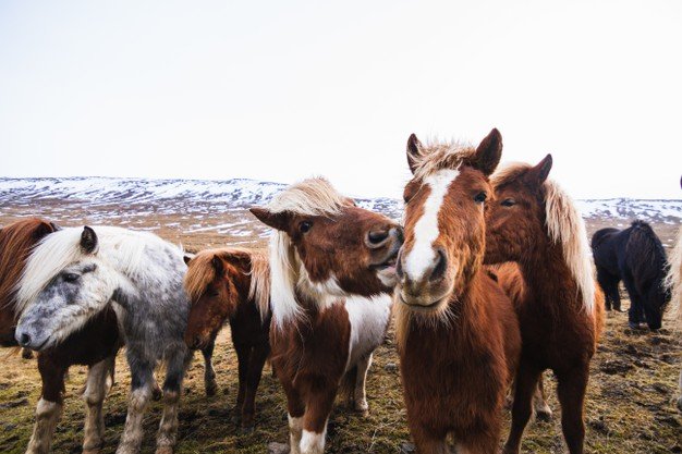 Closeup Icelandic Horses Field Covered Snow Grass Iceland 181624 11834