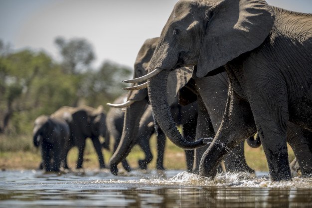 Elephants Drinking Water 181624 5984