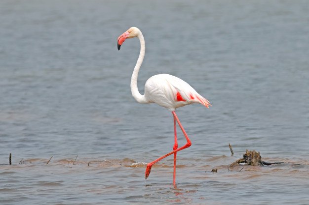 Flamingo Phoenicopteridae Beautiful Birds Pond 35071 540