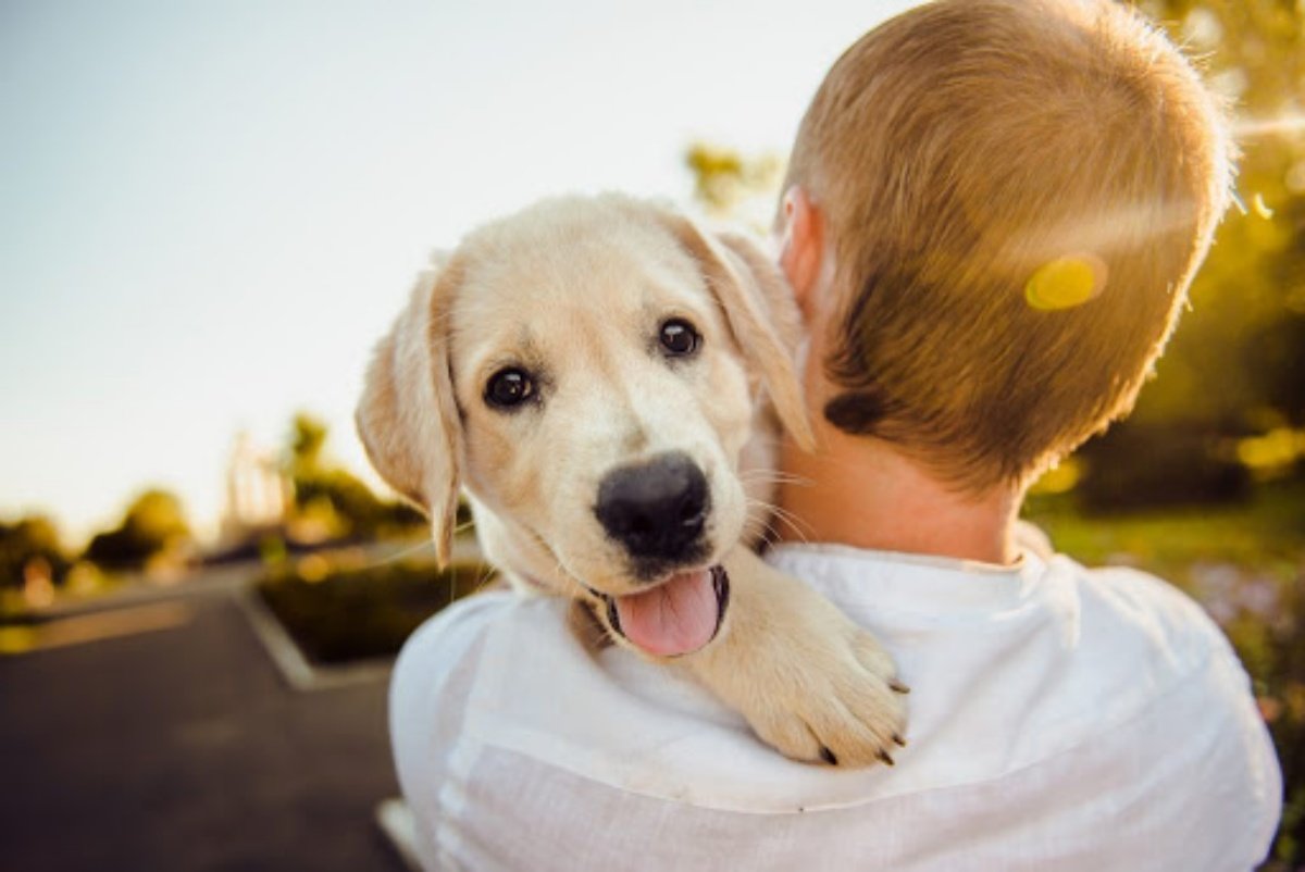 Pet Therapy