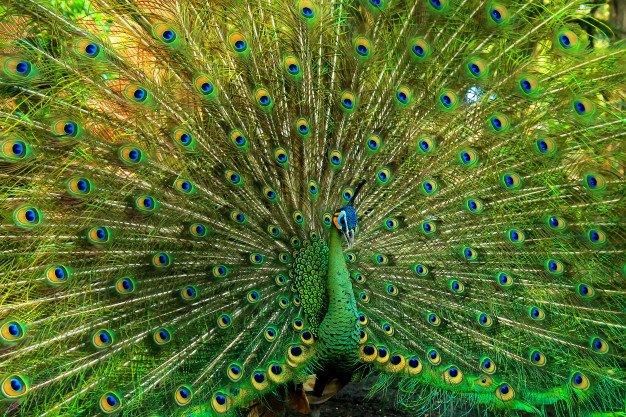 Very Beautiful Green Peacock 12091 161