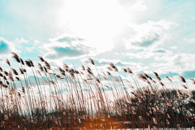 Wide Shot Phragmites Wind With Cloudy Sky 181624 2132