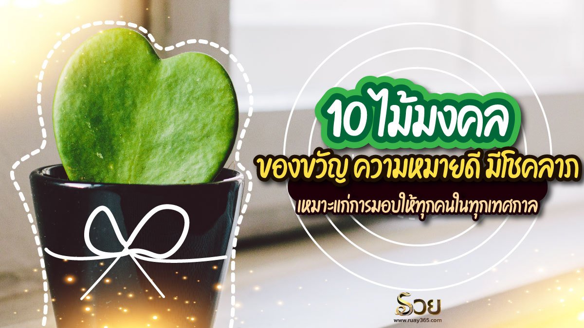 ไม้มงคล​ ของขวัญ