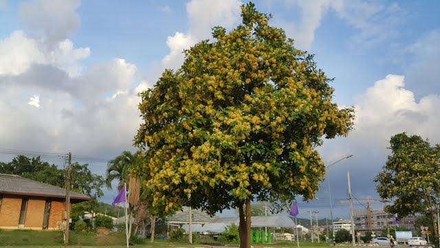 กันเกราต้นใหญ่