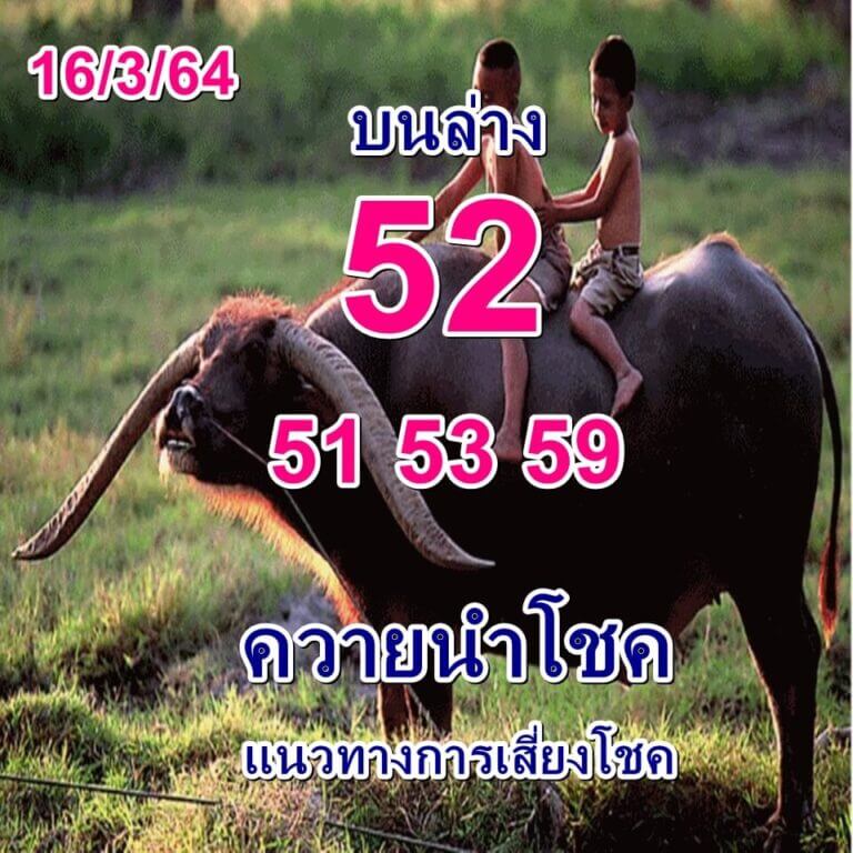 หวยควายนำโชค 16 มีนาคม 64 