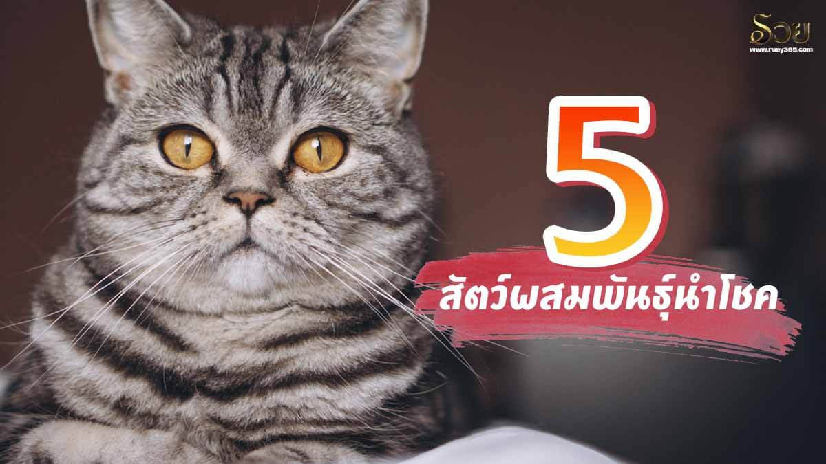 สัตว์ผสมพันธุ์นำโชค