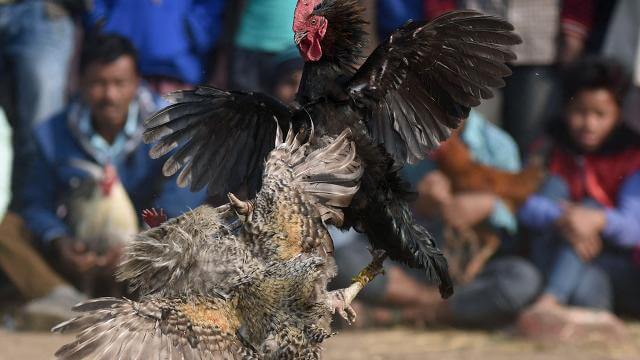 ไก่ตี