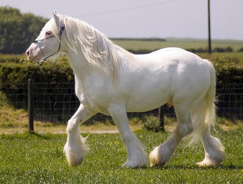 ม้าสีขาว