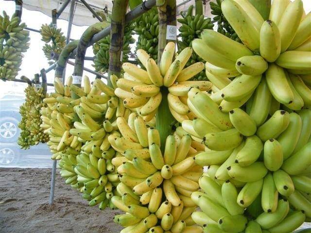 ห้อยกล้วยเป็นเครือ 