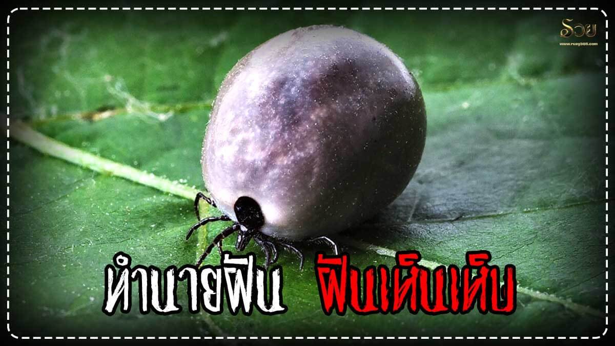 ฝันเห็นเห็บ