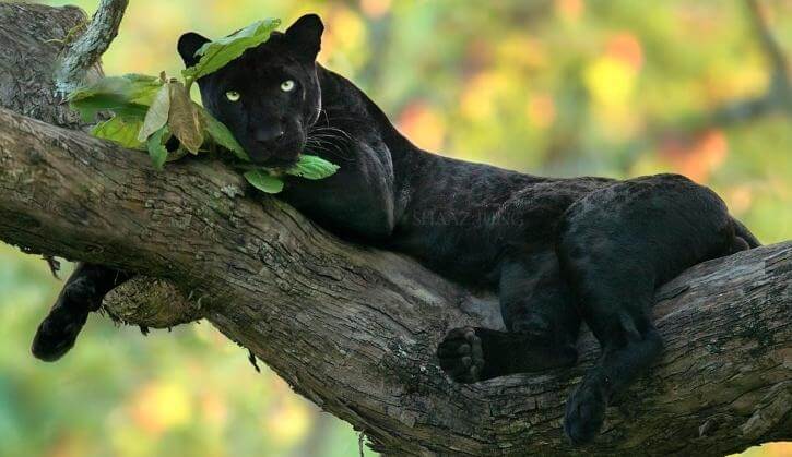 เสือดำนอนบนต้นไม้