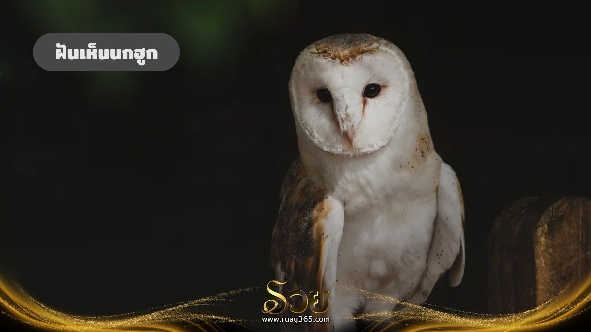 ฝันเห็นนกฮูก