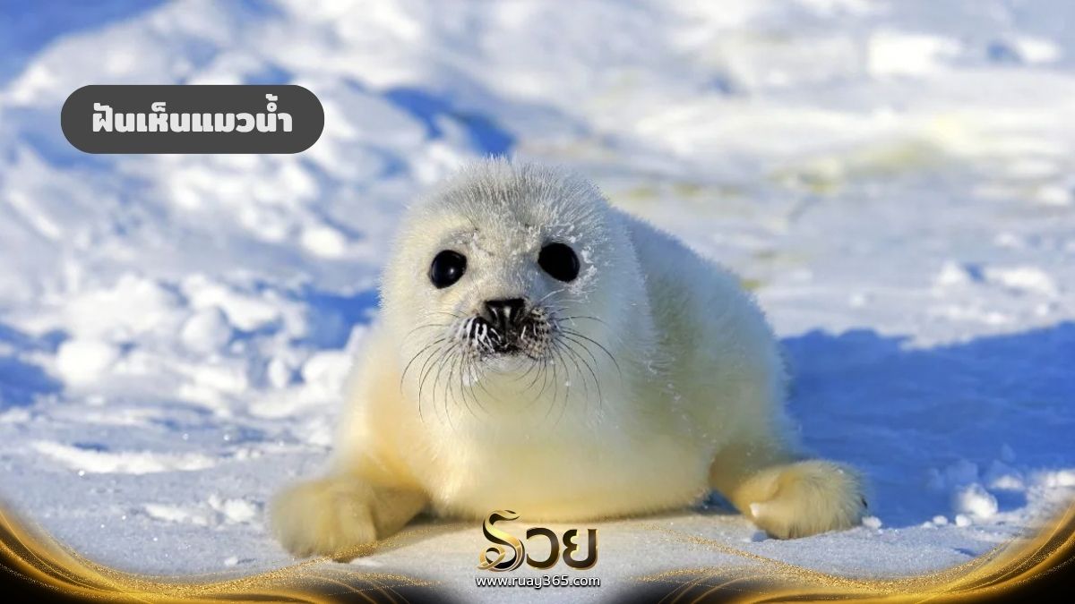 ฝันเห็นแมวน้ำ